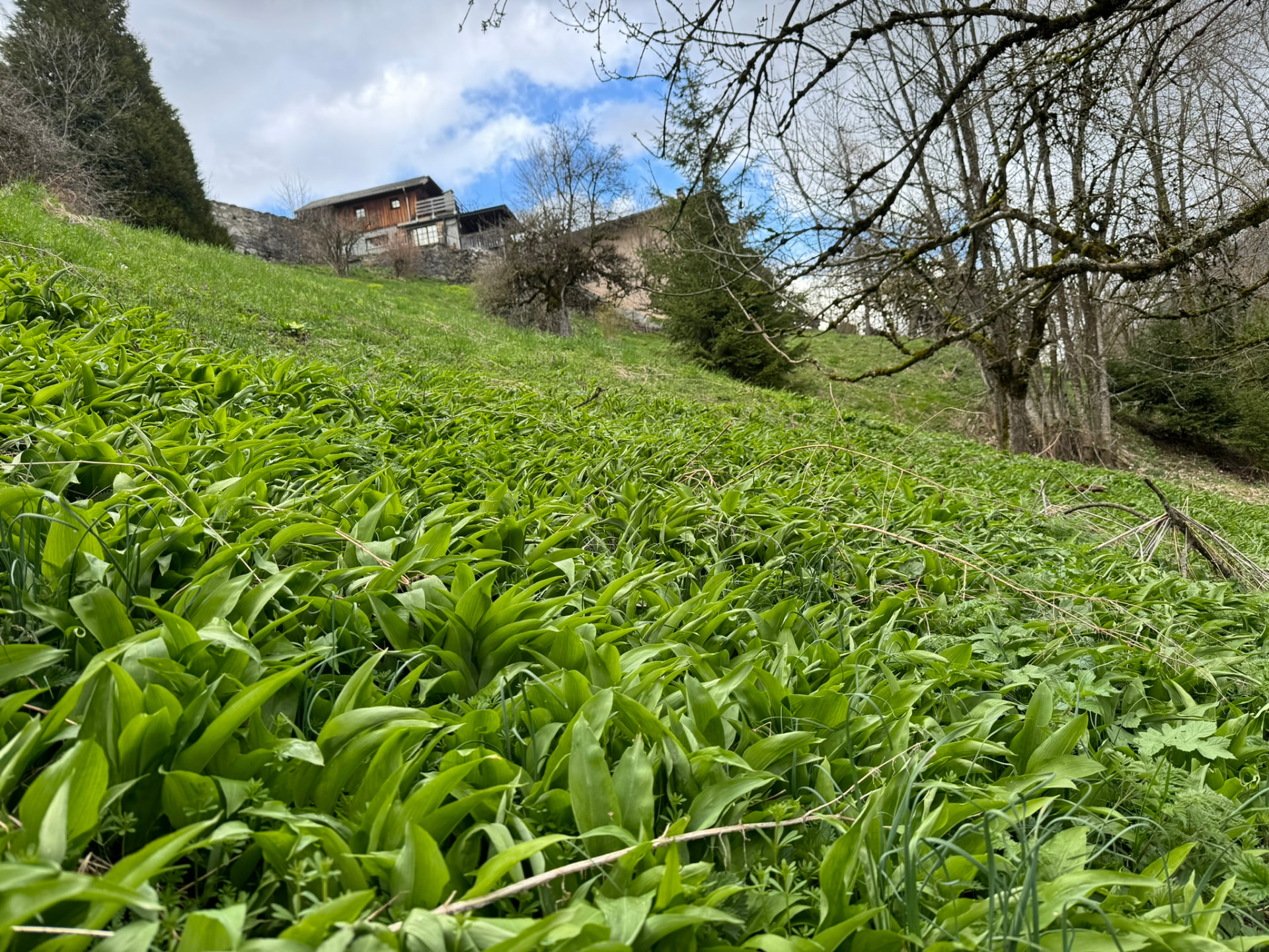 Printemps